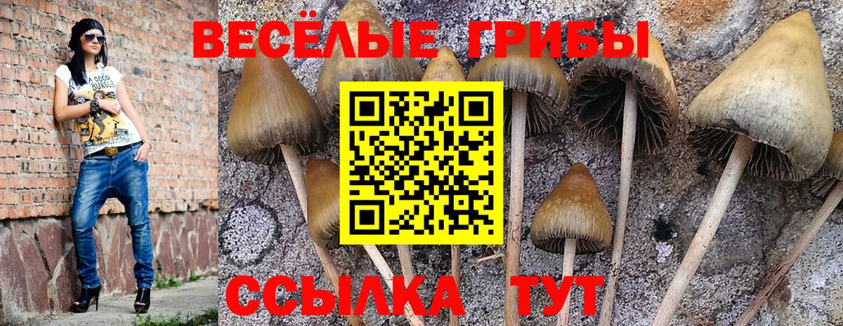Псилоцибиновые грибы мухоморы Тамбов